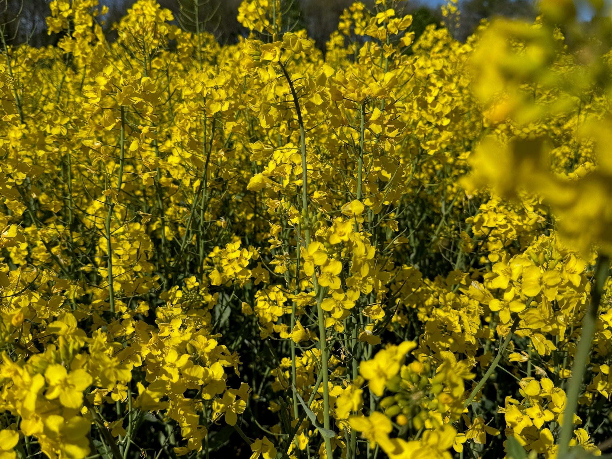 Are Seed Oils Bad for You? The Truth About Cold-Pressed Rapeseed Oil