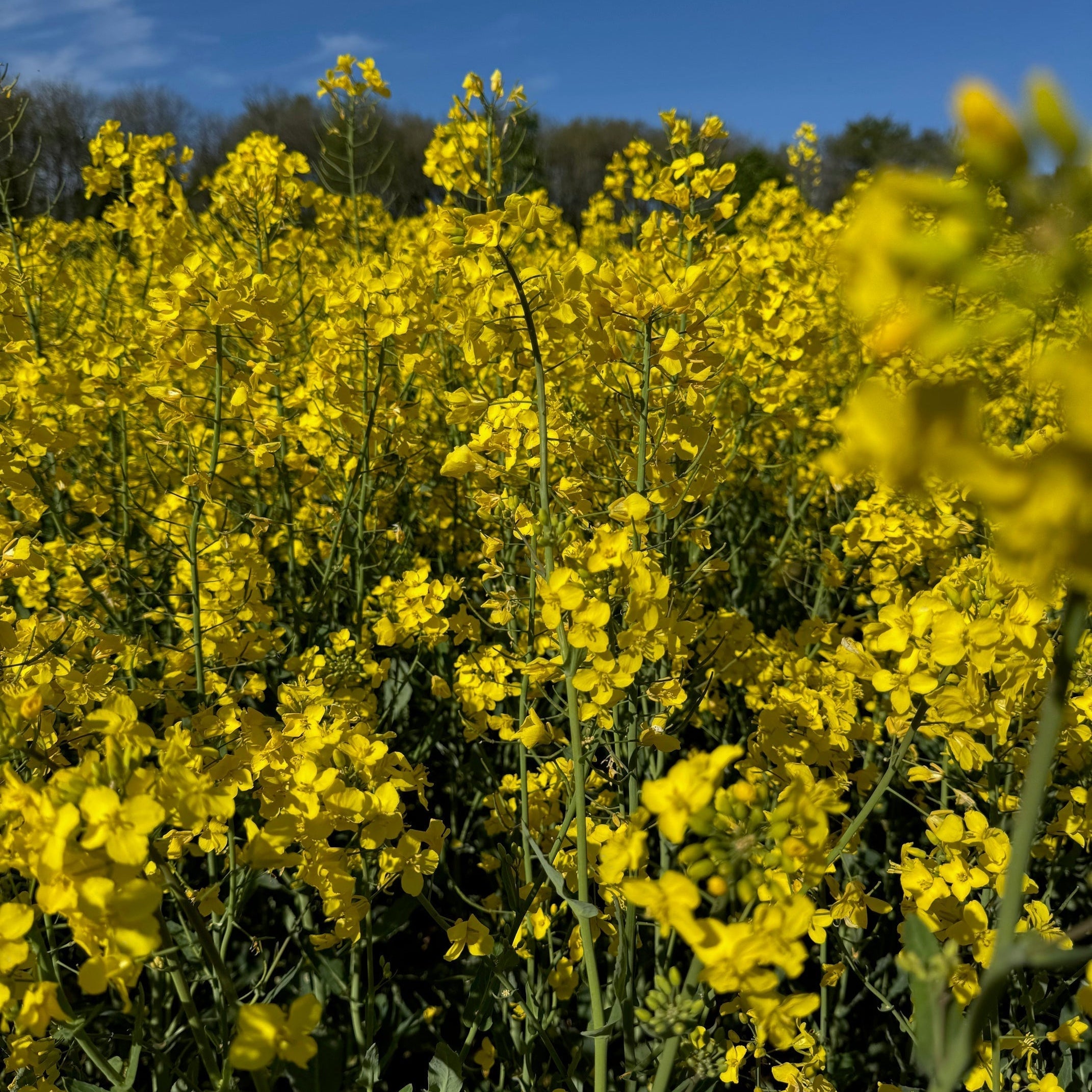 Are Seed Oils Bad for You? The Truth About Cold-Pressed Rapeseed Oil